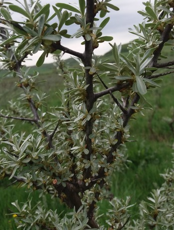 Sea buckthorn Andrei variety